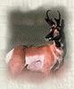 Pronghorn Antelope