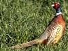 Quartering Pheasant