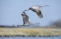 Sandhill Crane