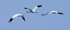 Whooping Crane