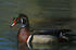 Wood Duck