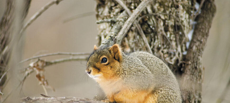 Fox Squirrel Fox Squirrel