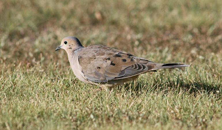 Dove