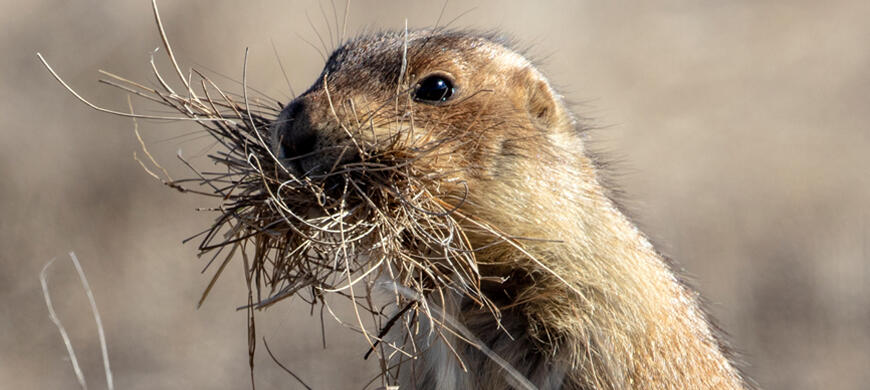 Kansas_Prairie_Dog Kansas_Prairie_Dog