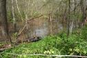 ephemeral woodland pool
