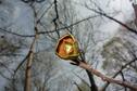 hickory bud