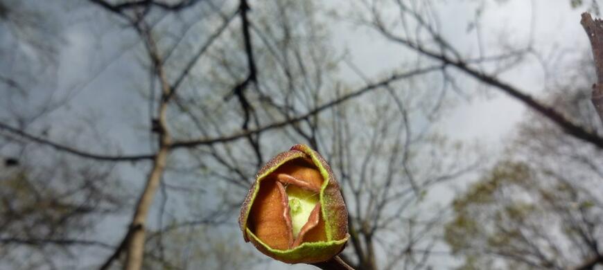 hickory bud