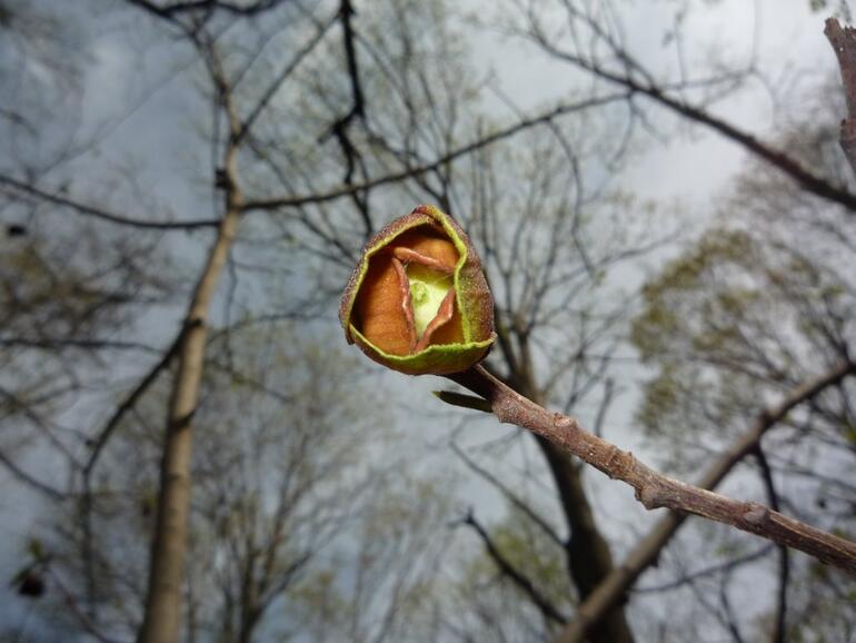 hickory bud