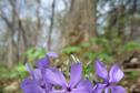 phlox