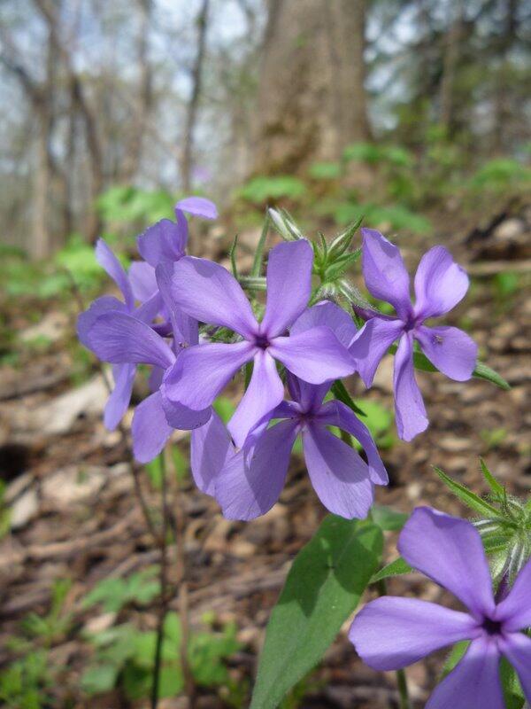 phlox
