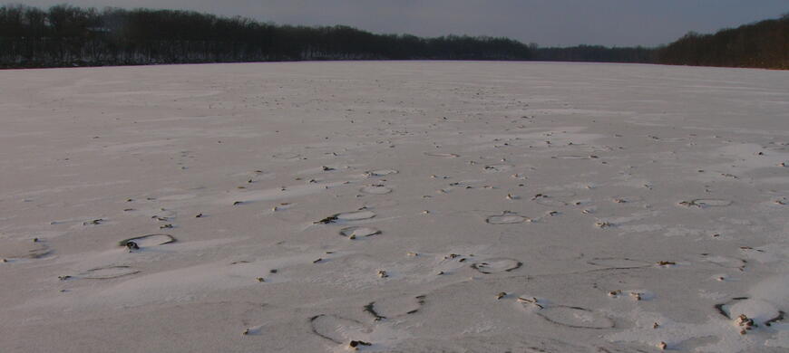 Depressions from Geese in ice