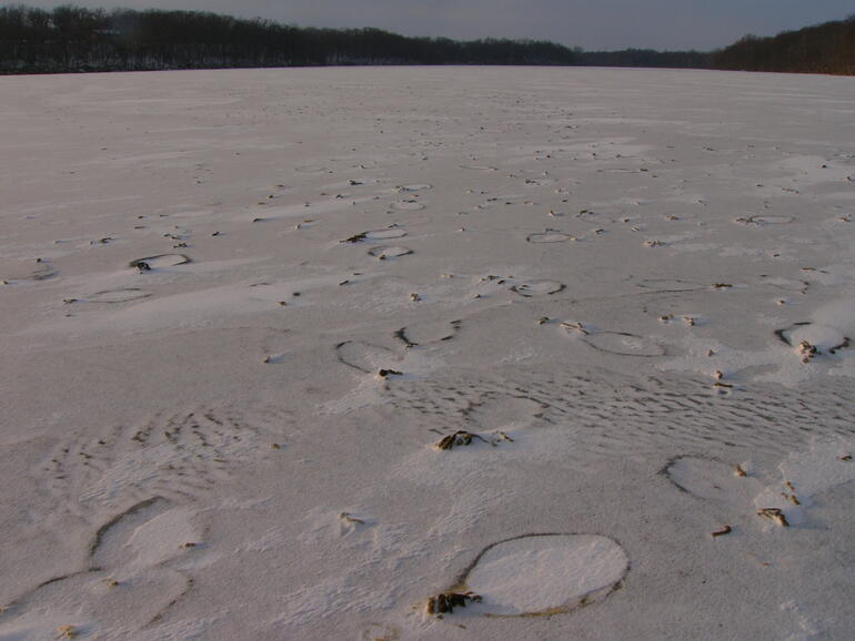 Depressions from Geese in ice