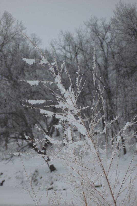 switchgrass