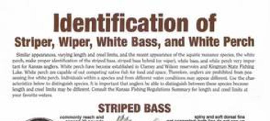 Wiper ID