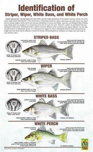 Wiper ID