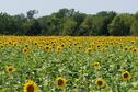 2021 Sunflowers