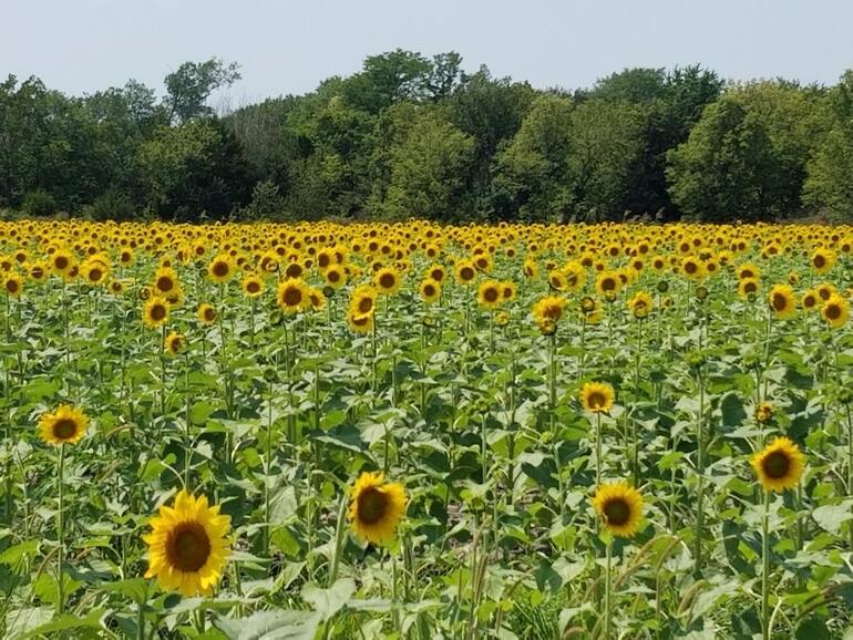 2021 Sunflowers