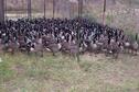 Geese