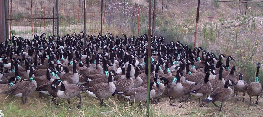 Geese