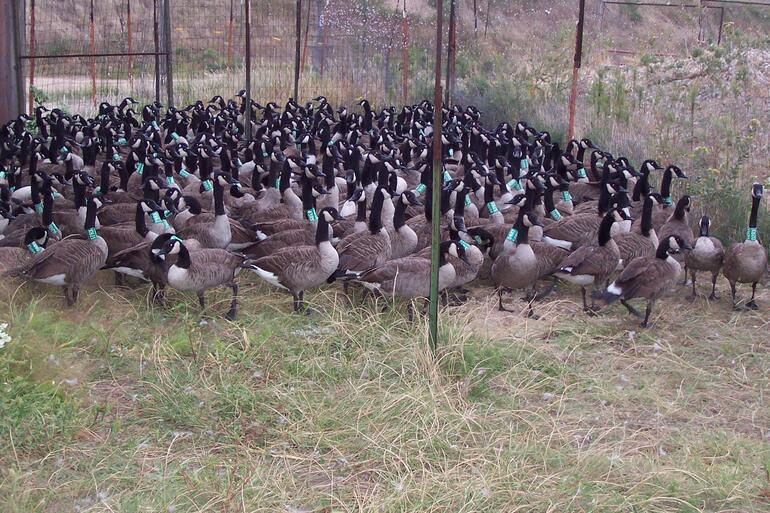 Geese
