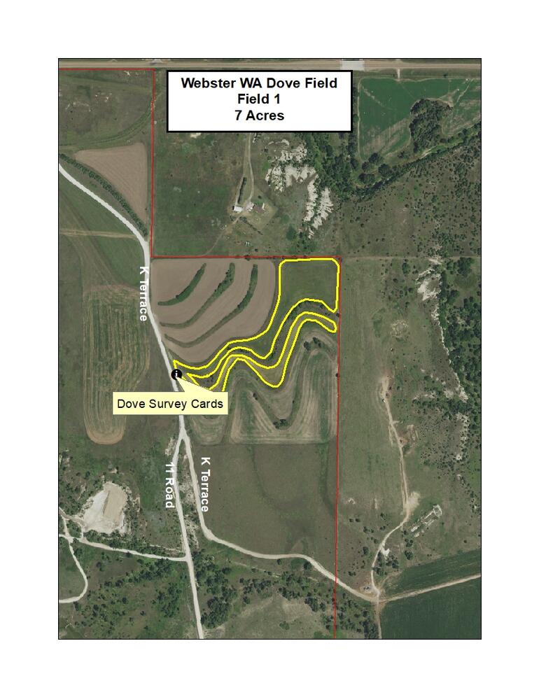 Webster Dove Field 1 2022
