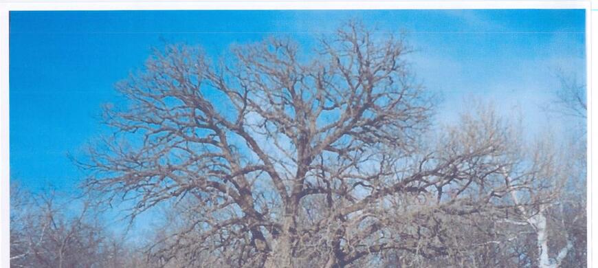 Big Oak Tree