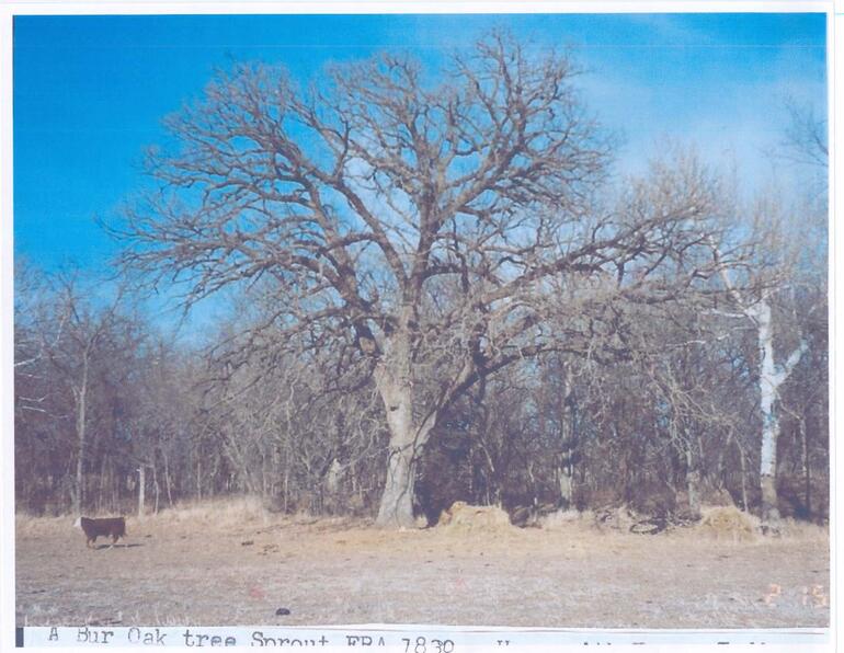 Big Oak Tree