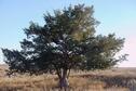 SSWA National Forest Remnant