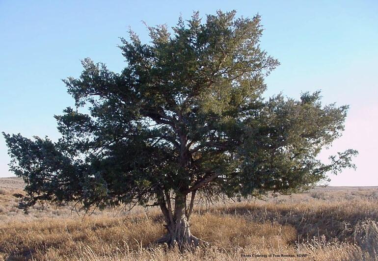 SSWA National Forest Remnant