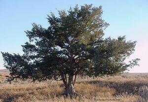 SSWA National Forest Remnant