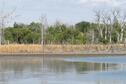 Cattails killed