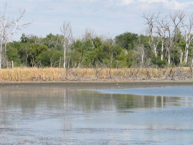Cattails killed