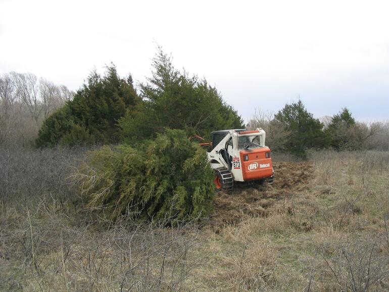 Cedar Removal