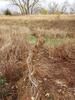 Eagle Scout beaver analog project