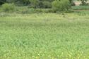 Food Plot of Millet in marsh