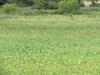 Food Plot of Millet in marsh