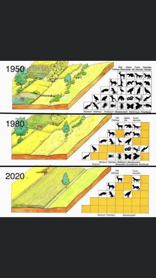 habitat simplification