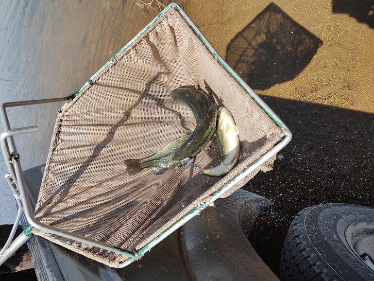 KSL stocking bass 24