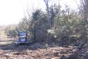 mechanical tree removal