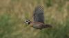 northern-bobwhite-flying