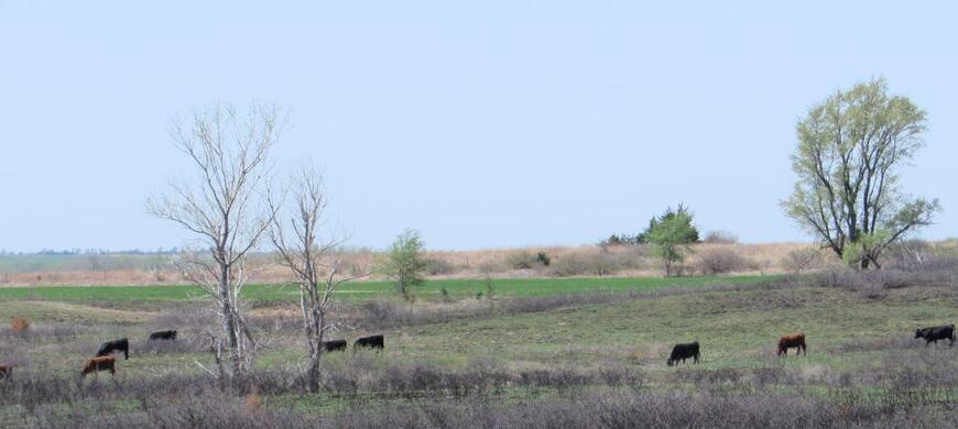 PBPG cattle grazing