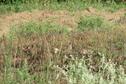 quail
