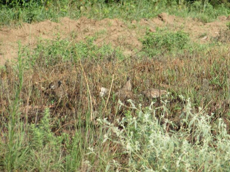 quail