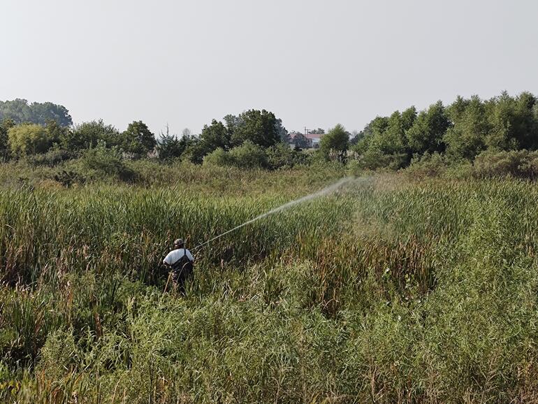 spray cattails