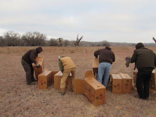Turkey translocation release 23