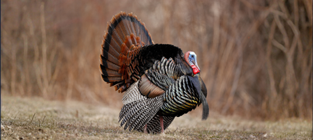 Kansas Department of Wildlife and Parks to Host Public Meetings on Turkey Seasons and Waterfowl Hunting Regulations