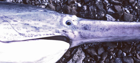 Paddlefish Season Opens March 15 Paddlefish Season Opens March 15
