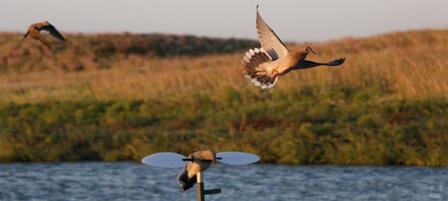 KDWPT-managed Dove Fields Make Ideal Hunting Spots