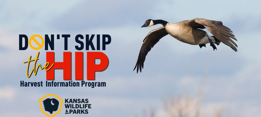 HIP Facebook Cover Goose