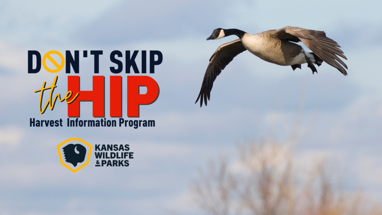 HIP Facebook Cover Goose